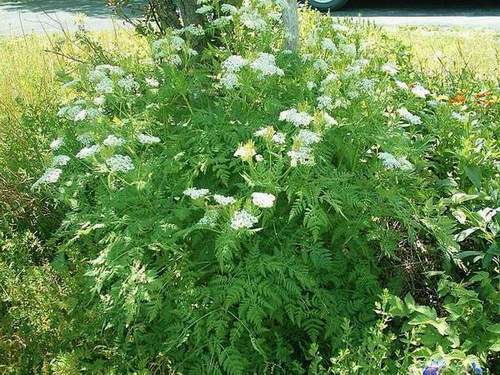 sweet cicely