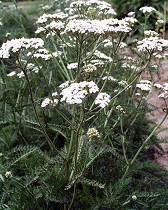 achillea
