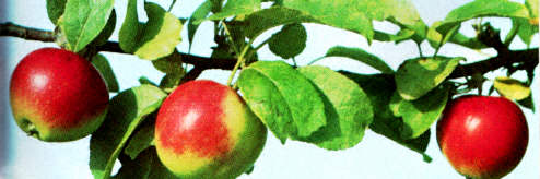 apples on a branch.jpg