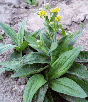 arnica