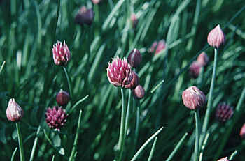 chives in flower.jpg