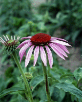 echinacea purpurea