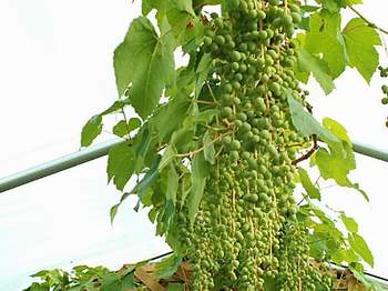 White Interlaken grapes growing in the greenhouse
