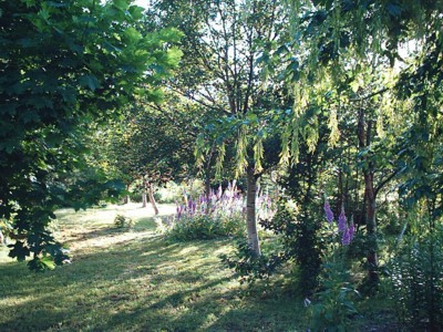 laburnums and foxgloves