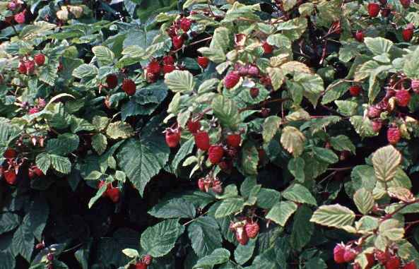 raspberries.jpg