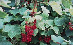 redcurrants.jpb (15kb)