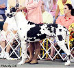 Chivo