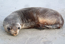 Sub-Antarctic Fur Seal