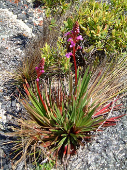 Trigger Plant