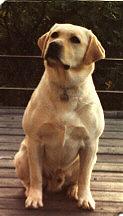 sam2cachorroterapeuta.jpg (7261 bytes)
