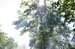 Baum