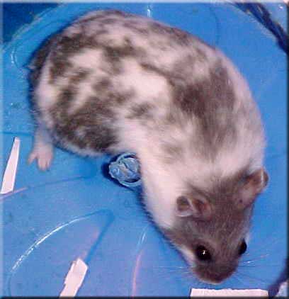 blue mottled male