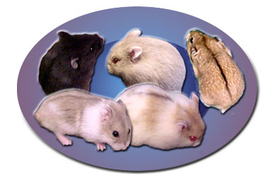 hamster collage