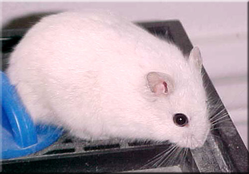 extreme dilute platinum male