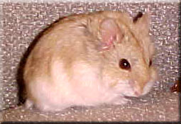 black eyed argente female