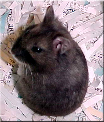 black female dwarf