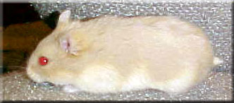 blue fawn female campbells russian dwarf