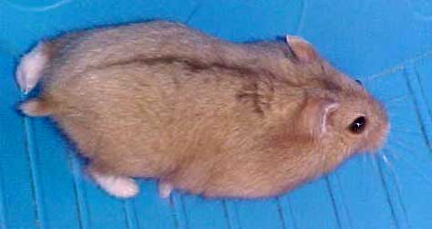 chocolate dwarf hamster male