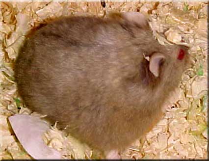 dove male campbells russian dwarf
