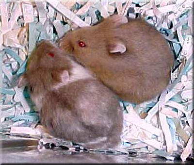 dove hamster pair in shredded paper