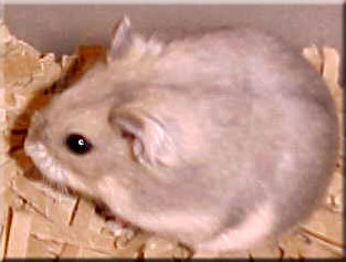opal female dwarf