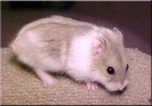 opal mottled dwarf male