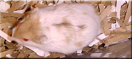 red eyed argente mottled male