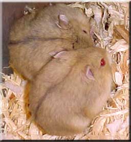 red eyed argente female dwarfs