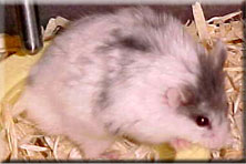 satin mottled male
