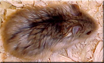 satin opal dwarf hamster