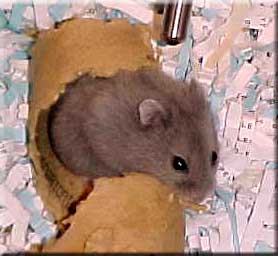 Blue baby hamster playing in cardboard tube
