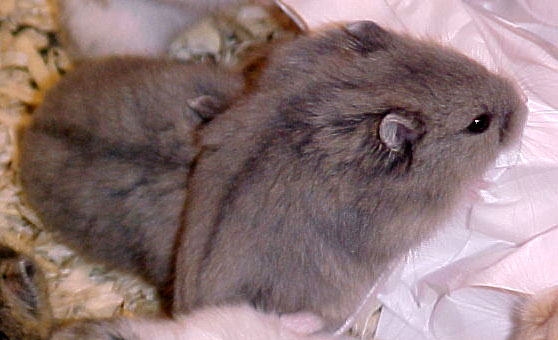 Umbrous opal dwarf hamster