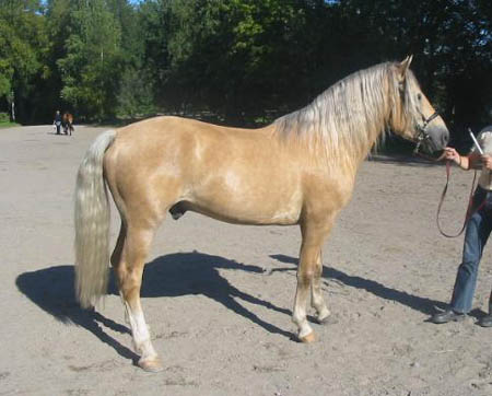 haly10