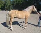 haly10