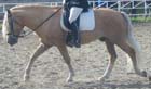 haly23