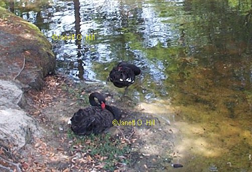 A pair of Australian Swans