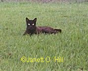 Little Black Cat
