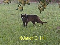 Little Black Cat