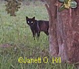 Little Black Cat