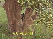 Little Black Cat