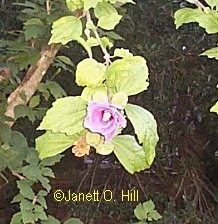 If you know the name of this plant please contact me.  Flower on the side of the house