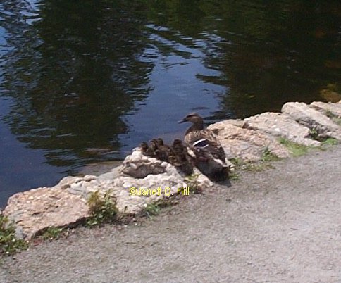 A female Wood Duck & her ducklings.  There are 10 baby ducks.