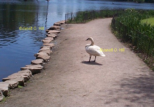 A Mute Swan