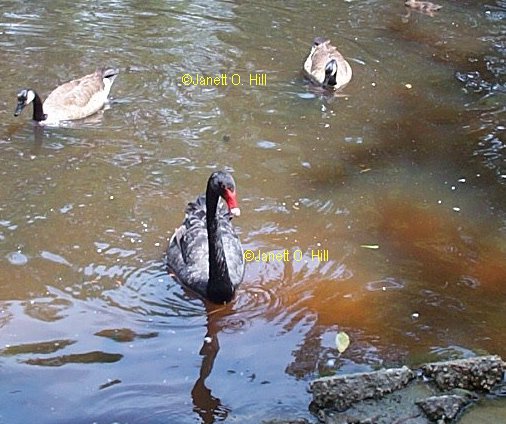 Australian Swan & 2 Canadian Geese