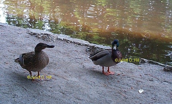 A male & female Wood Duck