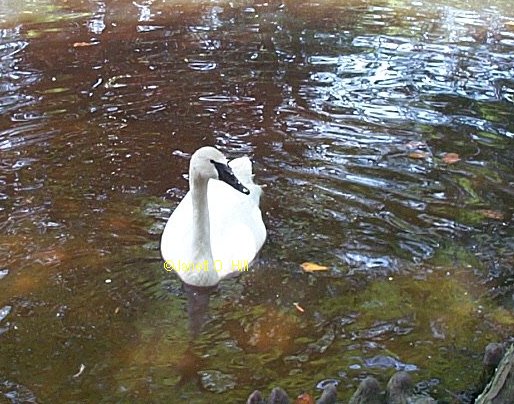 Trumpeter Swan at Swan Lake
