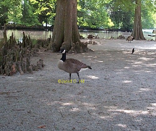 Canadian Goose at Swan Lake
