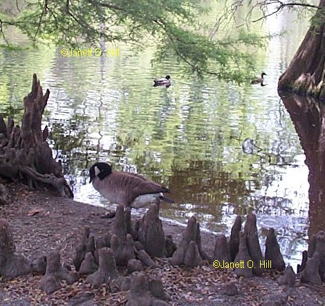 Canadian Goose at Swan Lake