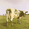 ATOM HEART MOTHER