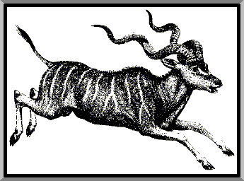 A kudu